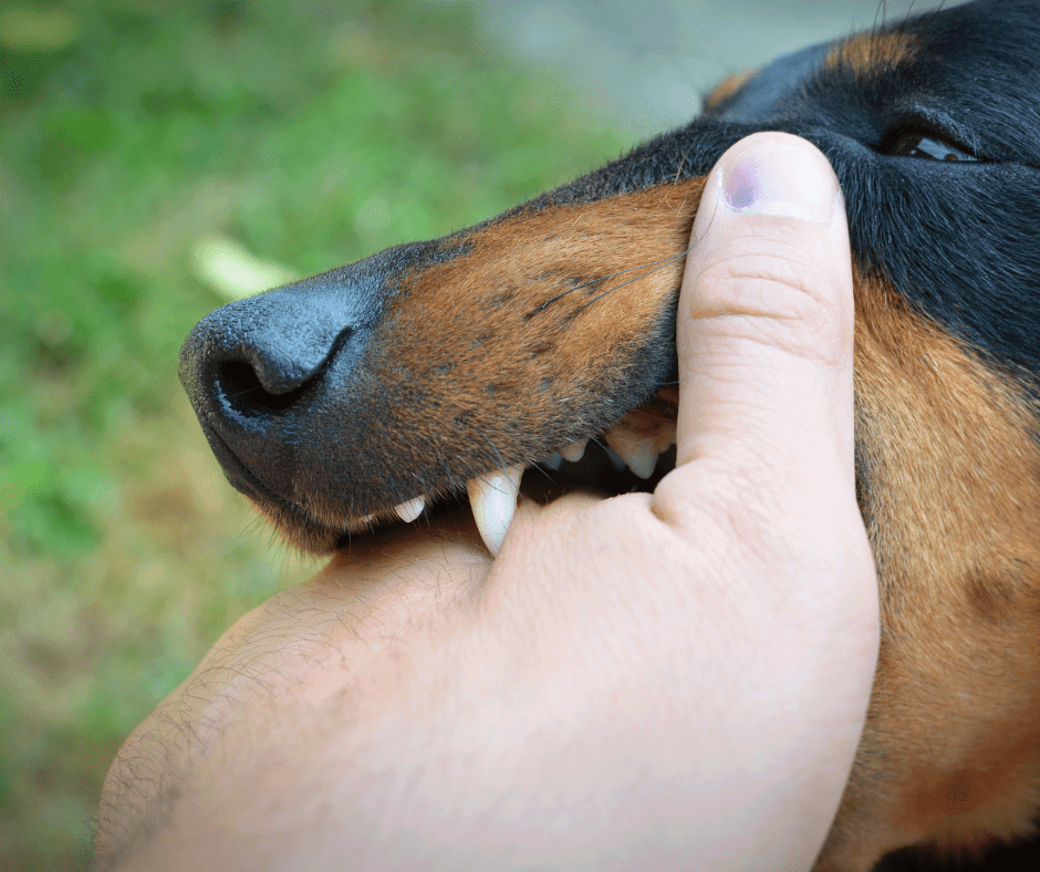 Cane che morde una persona cosa rischia il padrone