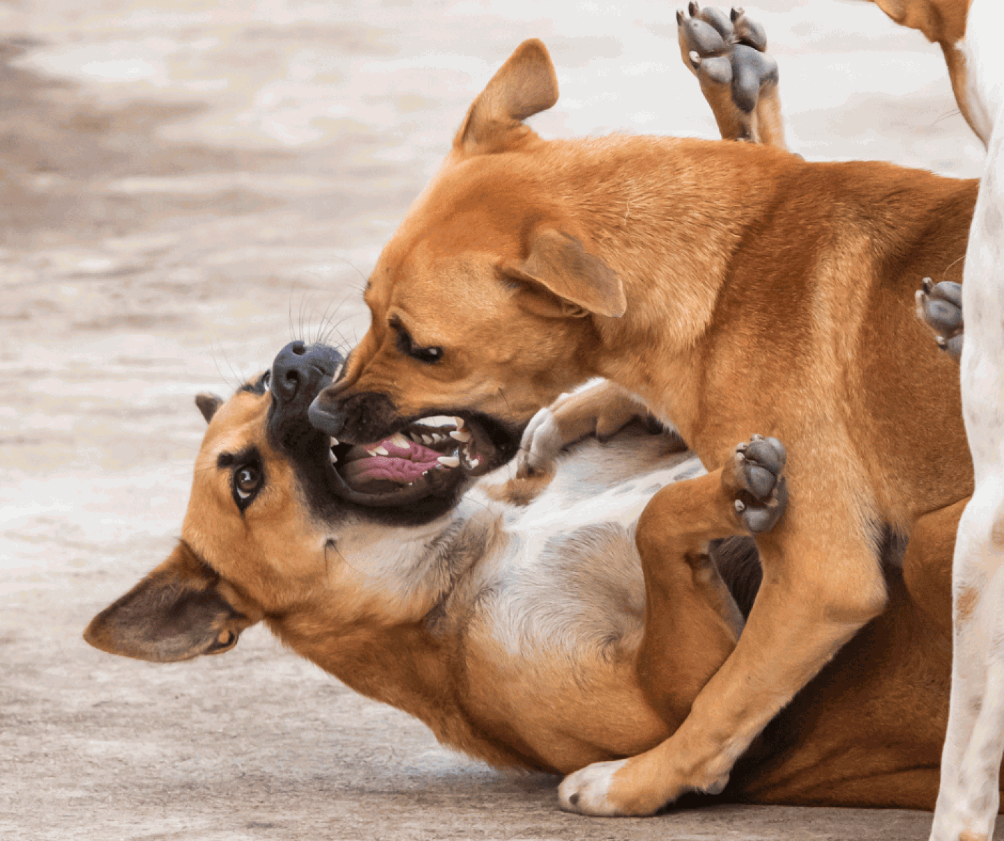 cosa fare se un cane aggredisce un altro cane